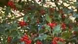 Holly