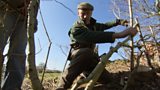 Native hedge – hedge laying