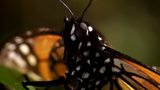 BBC Nature