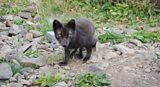 Arctic Fox