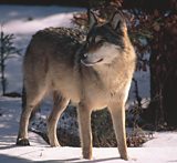 Wolves in Sweden