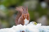 Julia and the red squirrels