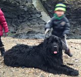 Canine cliff rescue
