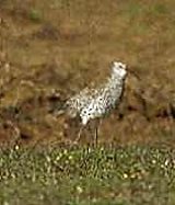 The Slender-billed Curlew