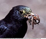 Blackbirds