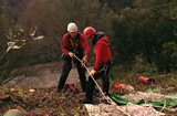 The rare plant rescue