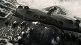 Arabian Sea humpbacks' singing