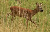 Roe deer