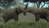 Echo of the Elephants