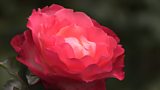 Hybrid tea roses