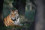EIA works to protect wild tigers from illegal trade - photograph by Michael Vickers