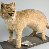 Big Cat