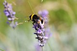 Bees and neonics