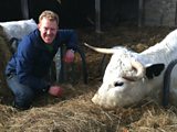 Adam, goats and bulls