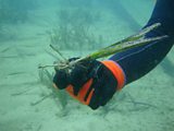 Seagrass is the foundation of marine life in this part of the Mediterranean Sea