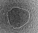 Embryonic Stem Cells
