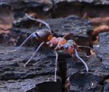 Attack of the giant ants
