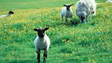 Schmallenberg Virus Vaccine