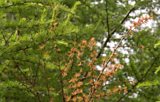Tree health
