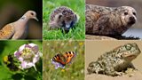 State of UK wildlife