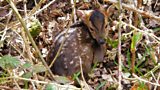 Abandoned fawn? Think twice