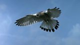 Webcams: ospreys and other birds of prey