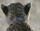 When cheetahs hunt