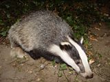 TB and Badgers