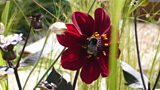 Plan your visit and garden highlights in 2014