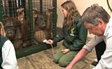 Jersey hospital consultant treats orangutan