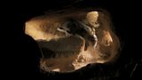 Underground worlds caught on camera