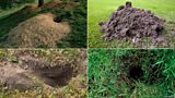 Who lives in a hole like this?