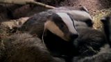 The Burrowers Badgers and TB