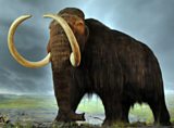 Woolly Mammoth