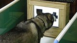 Training bomb sniffer dogs