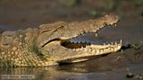 BBC Nature