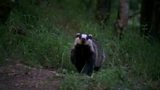 Badger update