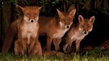 Urban foxes
