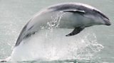 Marine mammal migration