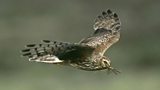 Hen harrier sightings