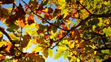Autumn colour