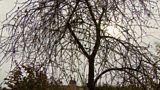 What to do about dead or dying trees