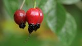 Hedgerow foraging