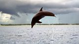 Dolphins 'call each other by name'