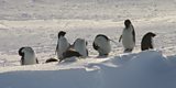 Adelie Penguins