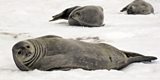 Weddell Seals