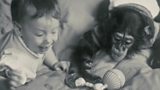 BBC Films: Project Nim Trailer
