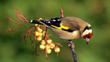 Submit results for the RSPB Big Garden Birdwatch