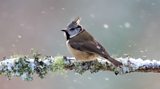 Stunning winter wildlife photos