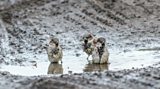 Wildlife winners and losers